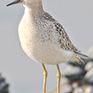 Buff-breasted Sandpiper